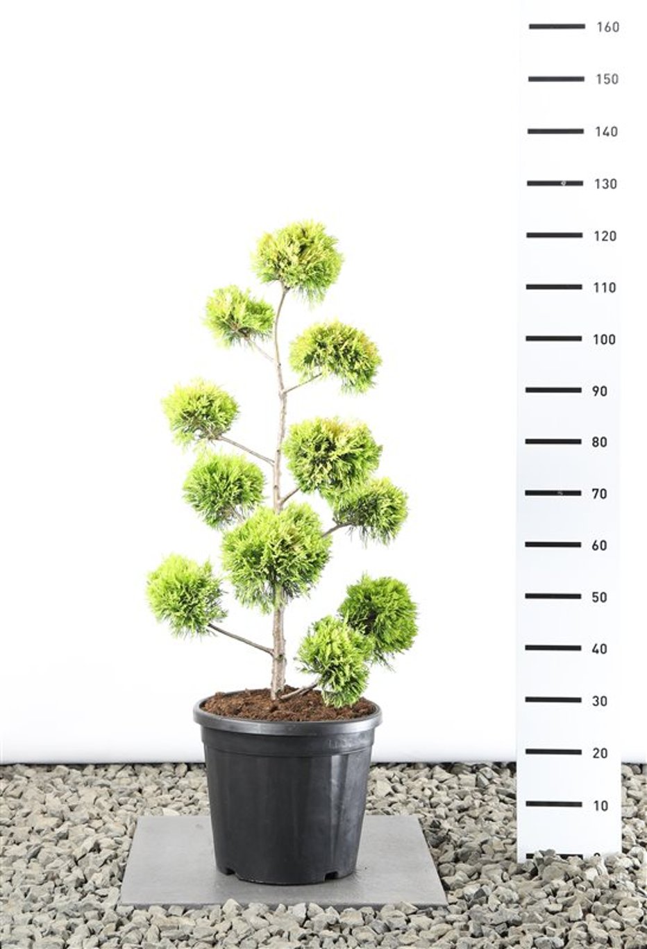 Cupressocyparis l. 'Gold Rider' - 60-80 CM PonPon Cont.